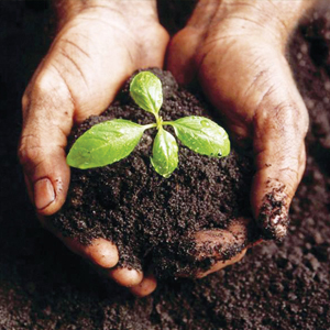 Organic Fertiliser (Compost)